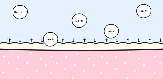 Exosomes- The Future of Skincare!