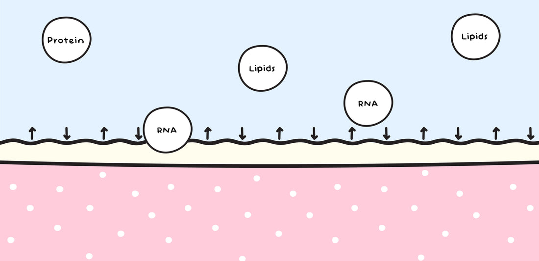 Exosomes- The Future of Skincare!